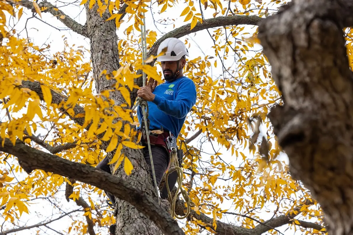 Skilled Tree Pruning crew working in Fort Hood